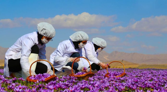 زعفران؛ به نام ایران به کام دیگران زعفران؛ به نام ایران به کام دیگران