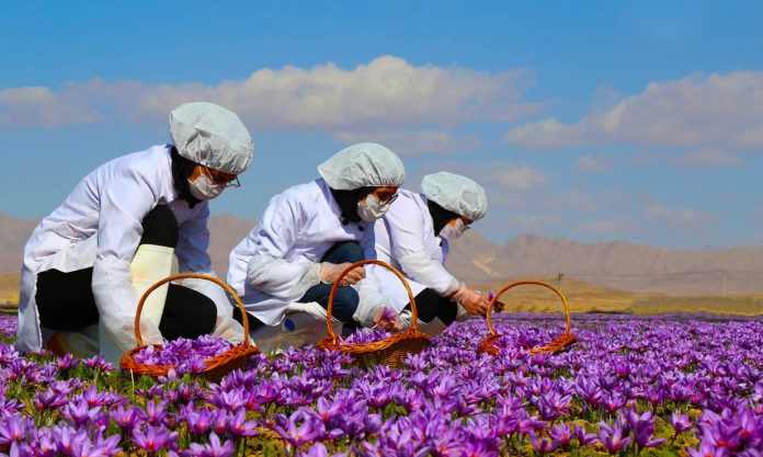 زعفران؛ به نام ایران به کام دیگران